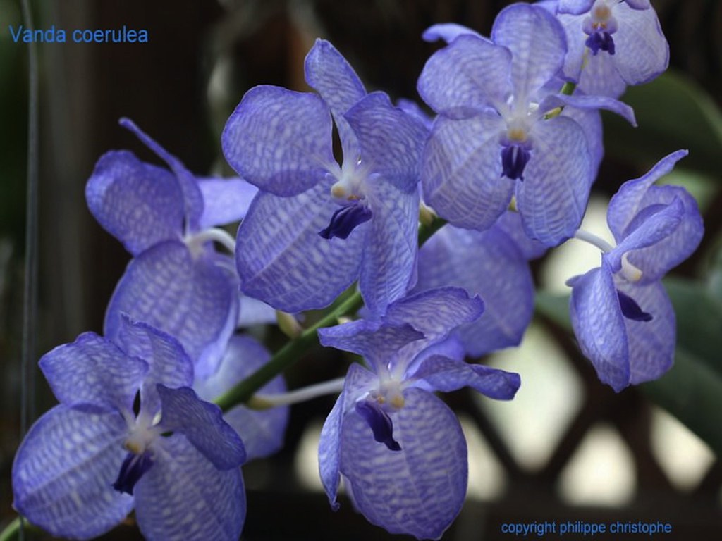 Close-up of Vanda coerulea flower spike showing bright azure petals and labellum details
