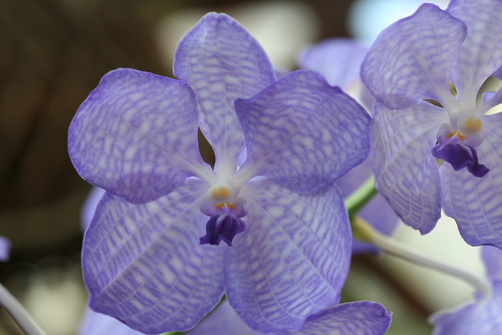 Close-up of Vanda coerulea flower in bright azure, showing petals and labellum details