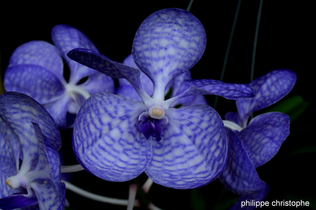 Close-up of Vanda coerulea flower in deep vivid blue, showing detailed petals and labellum