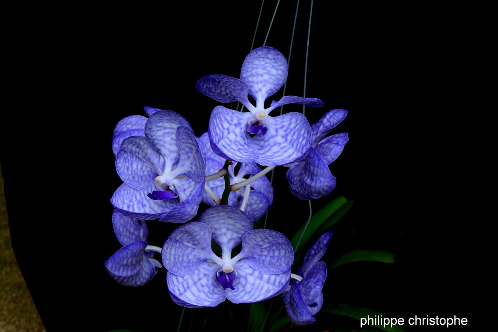 Close-up of Vanda coerulea flower spike with vivid blue flowers, showing petals and labellum details