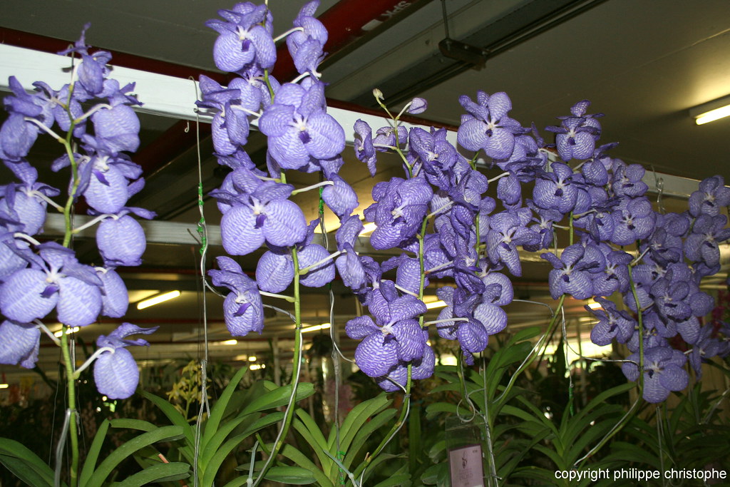 Group of Vanda coerulea plants in full bloom at a Bangkok exhibition, showing flower color and arrangement
