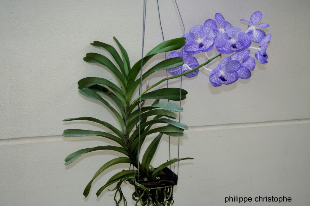 Entire Vanda coerulea plant showing full flower spike and foliage, giving overall view of the species