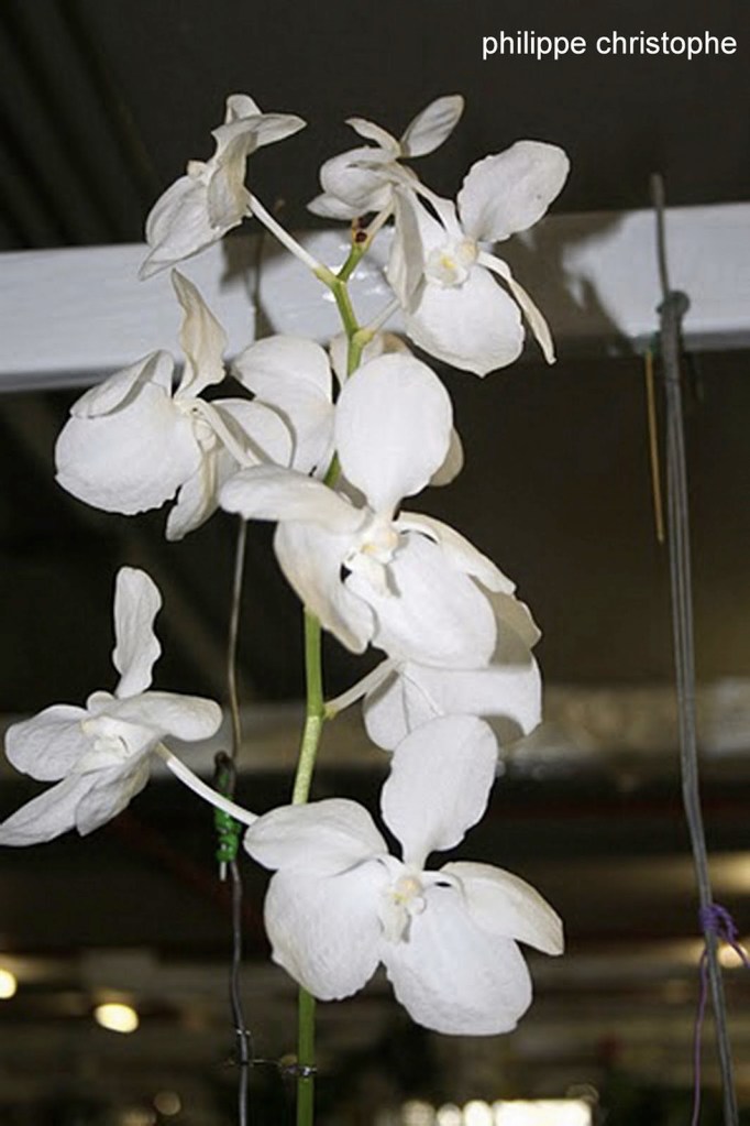 Flower spike of Vanda coerulea f. alba displayed in Thailand