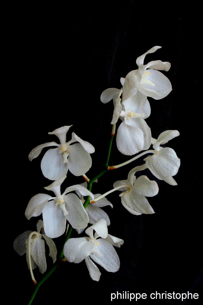 Pure white flower spike of Vanda coerulea f. alba