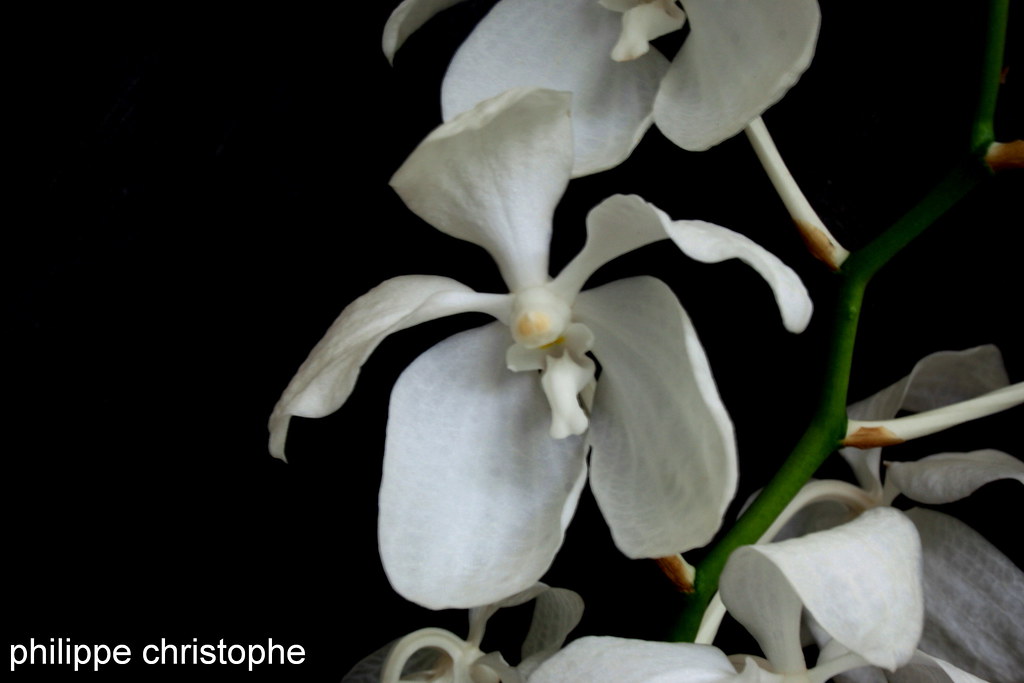 Pure white flower of Vanda coerulea f. alba