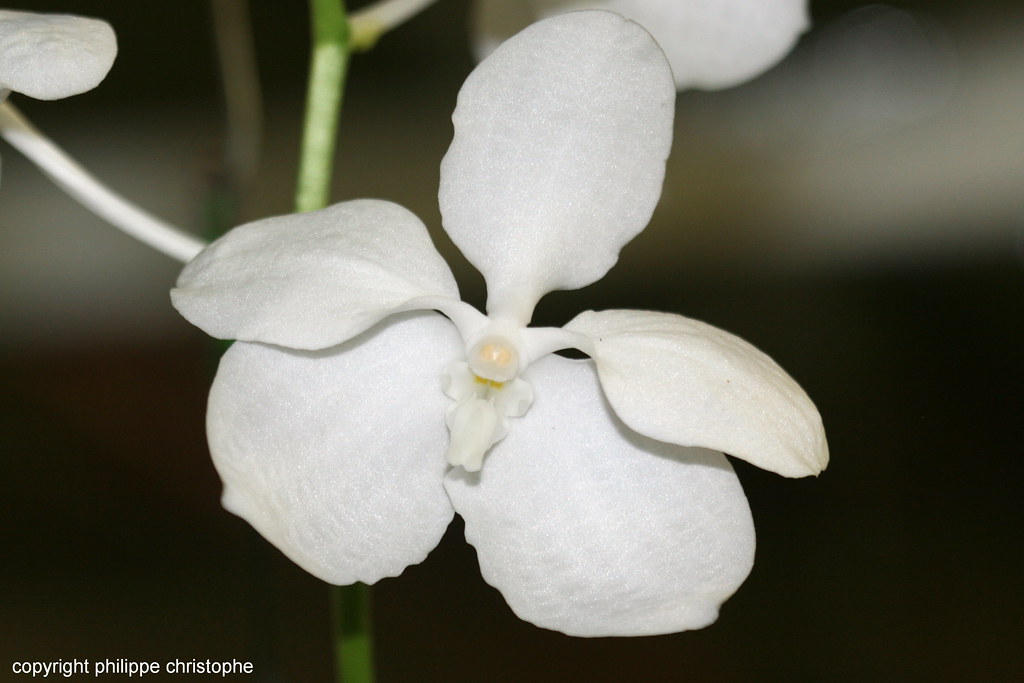 Pure white flower of Vanda coerulea f. alba in close-up