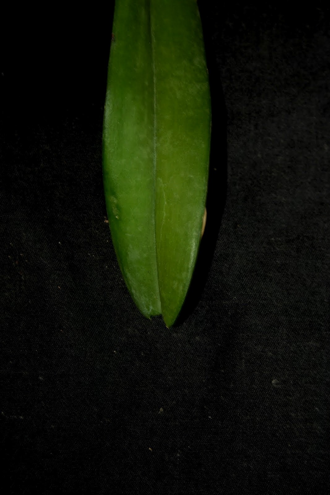 Full leaf of Vanda coerulea, showing shape and venation