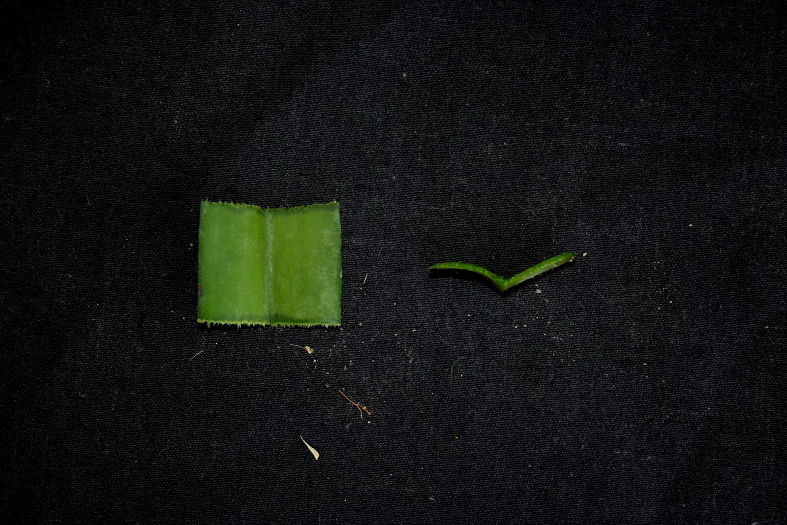Cross-section of Vanda coerulea leaf, showing internal structure