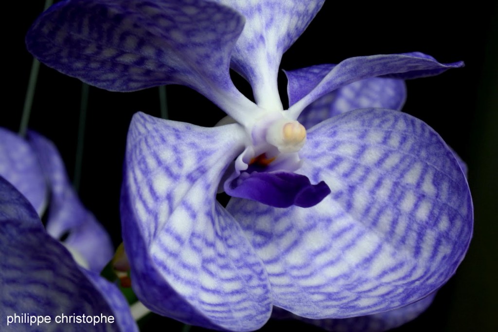 Close-up of Vanda coerulea lateral lobes, showing morphology that distinguishes the species from hybrid plants
