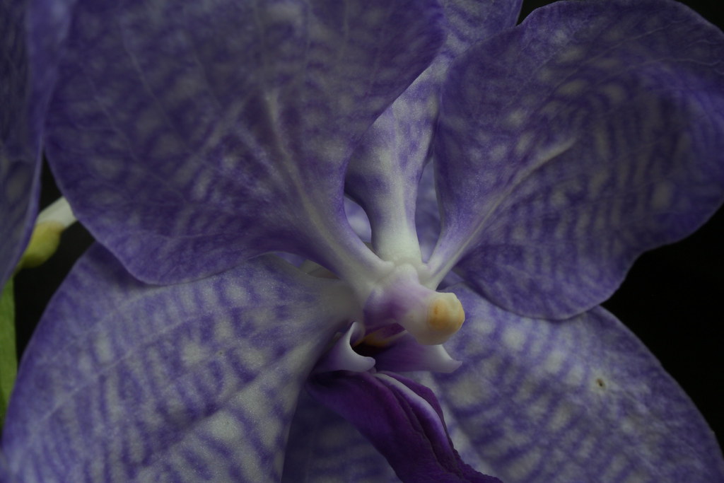 Close-up of Vanda coerulea lateral lobes, showing morphology that distinguishes the species from hybrid plants