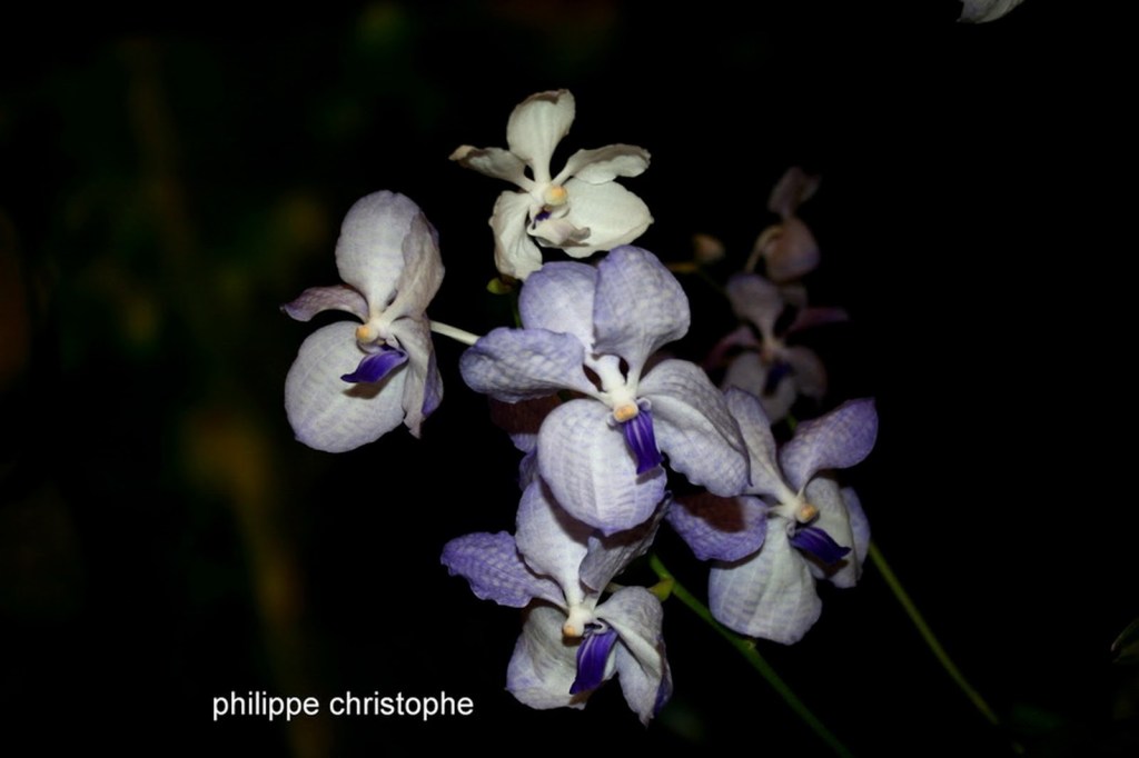 Flower of Vanda coerulea turned white after pollinia loss