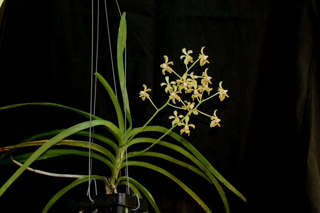 Compact Vanda lamellata var. lamellata plant showing two tall erect inflorescences with yellow-green flowers