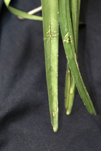 Green strap-like leaves of Vanda lamellata var. lamellata, showing their shape and texture