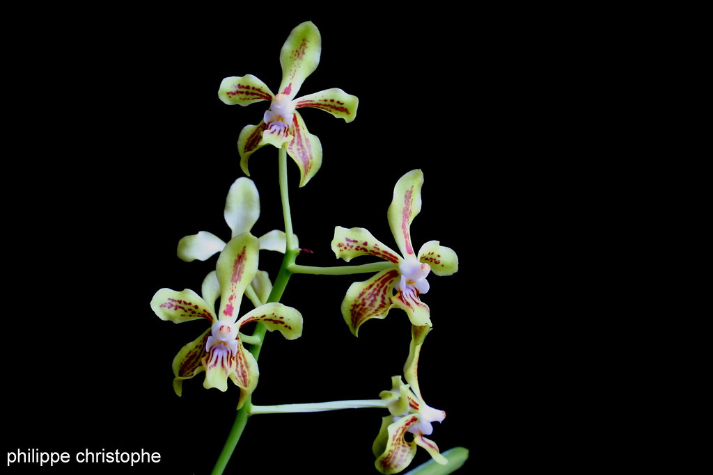 "Vanda lamellata var. lamellata flowers, yellow-green with subtle markings."