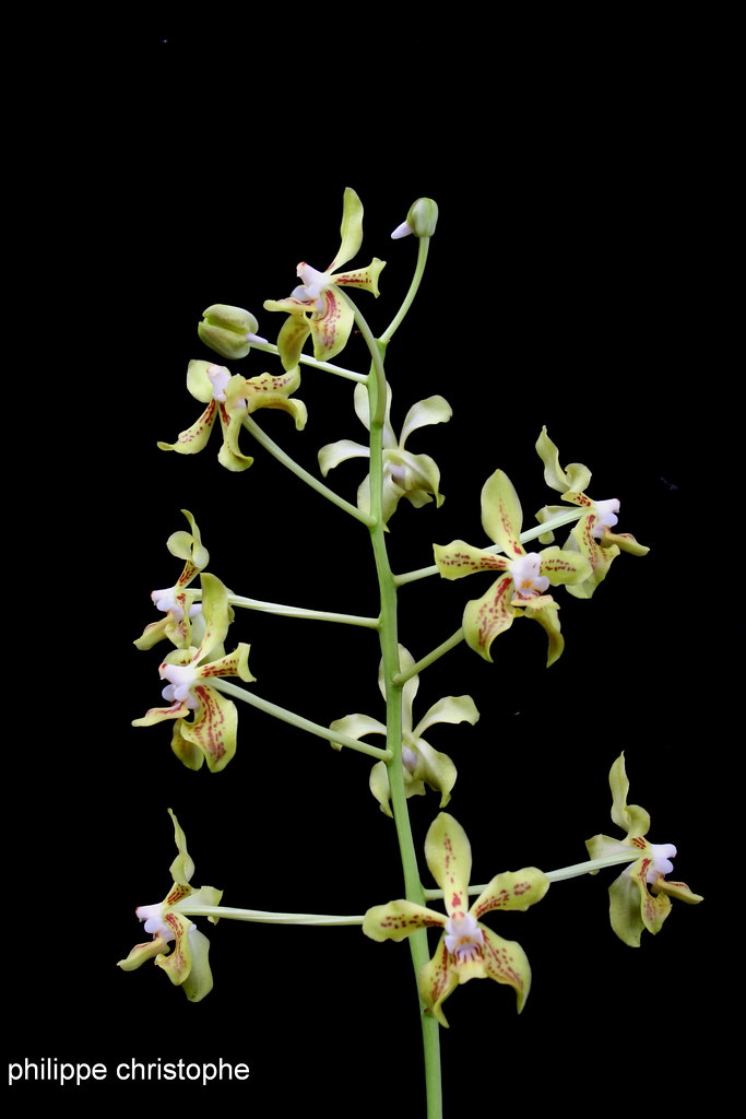 Erect spike of Vanda lamellata var. lamellata showing several yellow-green flowers