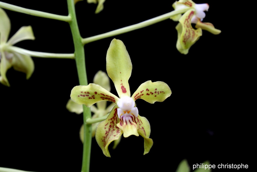 Vanda lamellata var. lamellata flower with fine markings, close-up view