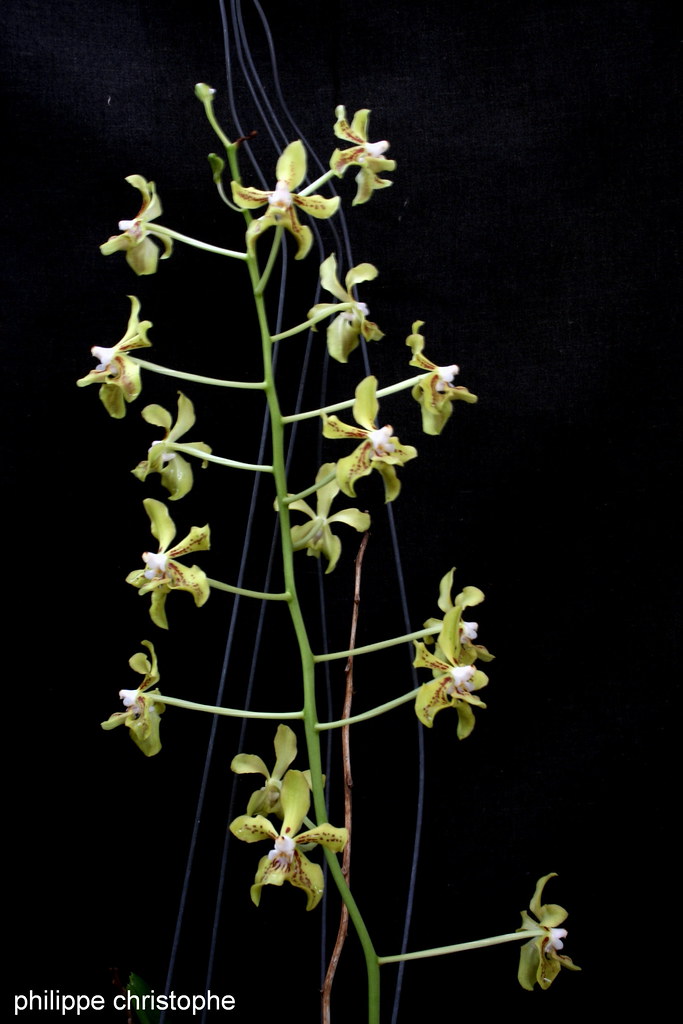 Tall erect spike of Vanda lamellata var. lamellata densely covered with yellow-green flowers