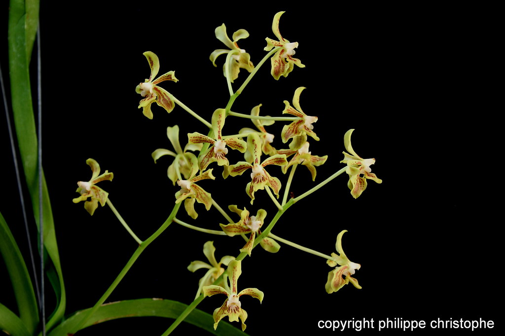 Spike of Vanda lamellata var. lamellata with numerous yellow-green flowers