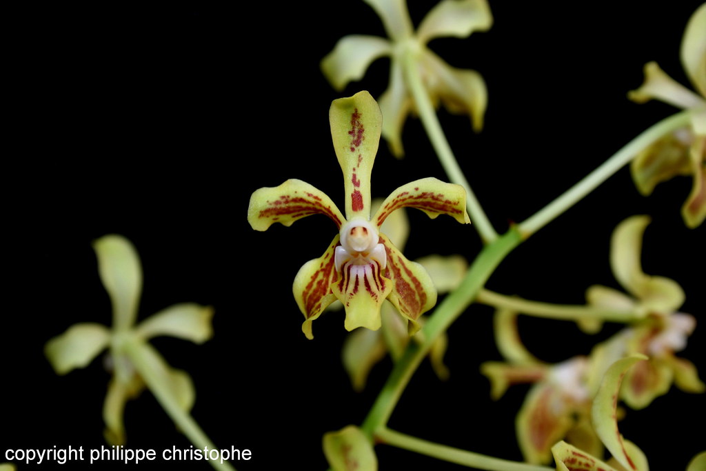 Vanda lamellata var. lamellata flower, yellow-green with dark brown markings, close-up