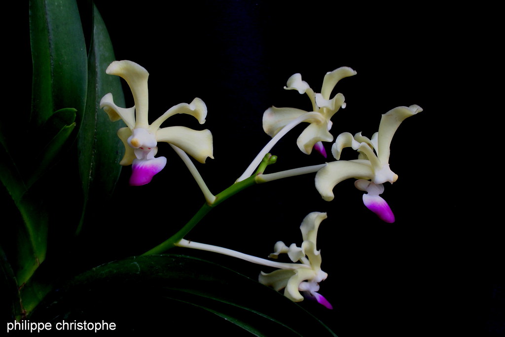 A close-up photograph of Vanda ustii - Vandaspecies