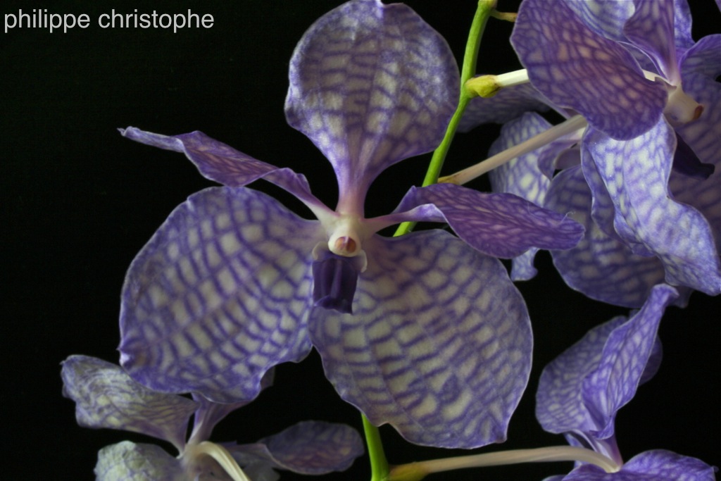 Vanda coerulea