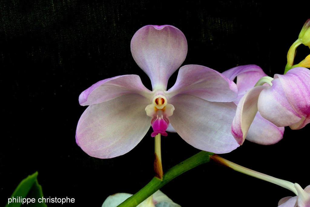 Vanda coerulea f. delicata, pale pink flower with few tessellations, close-up