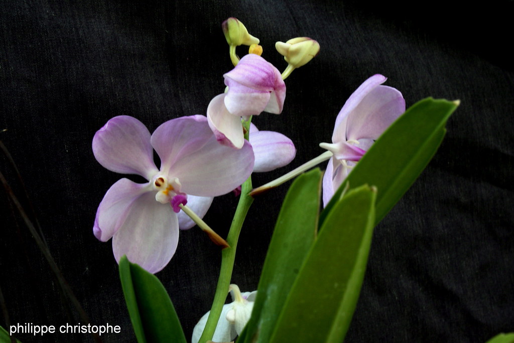 Vanda coerulea f. delicata, flowers opening on a spike