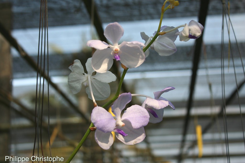 Variation in flower color intensity on a single spike of Vanda coerulea f. rogersii