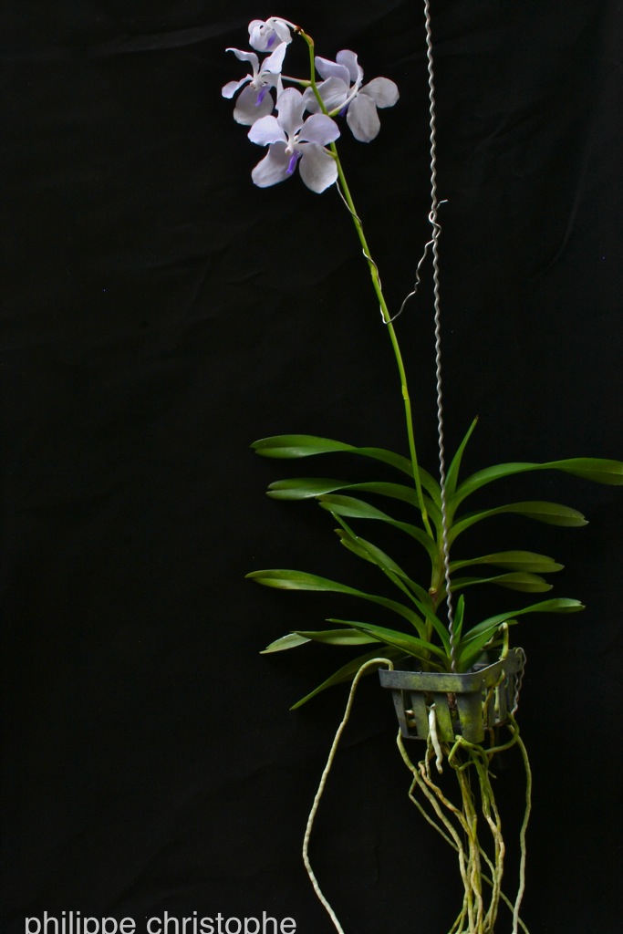 Small Vanda coerulea f. rogersii plant with a long erect inflorescence above the foliage
