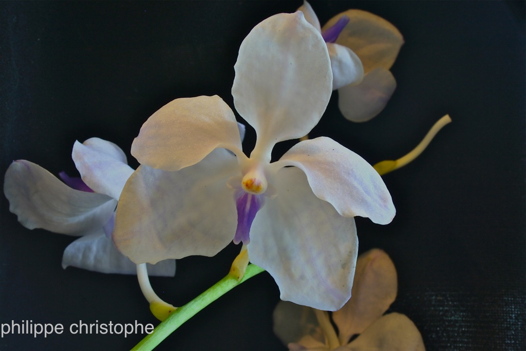 Flower of Vanda coerulea f. rogersii, very faint color and minimal tessellation