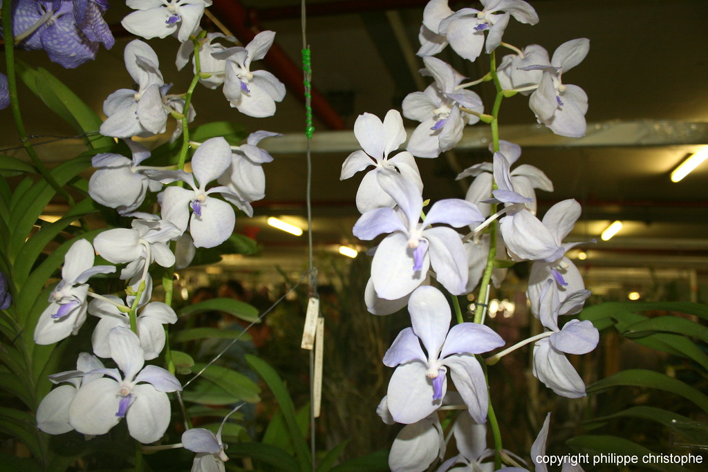 Group of Vanda coerulea f. rogersii plants at an orchid exhibition in Bangkok