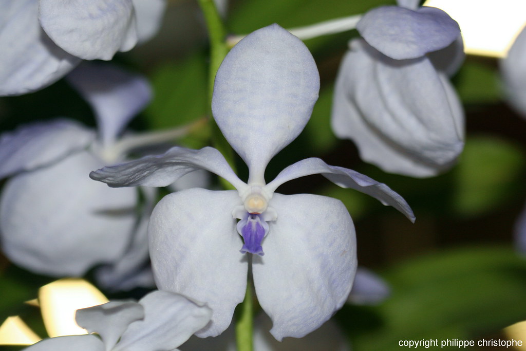 Flower of Vanda coerulea f. rogersii, nearly white with faint blue markings