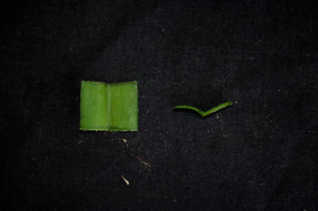 Cross-section of Vanda denisoniana leaf showing internal structure.