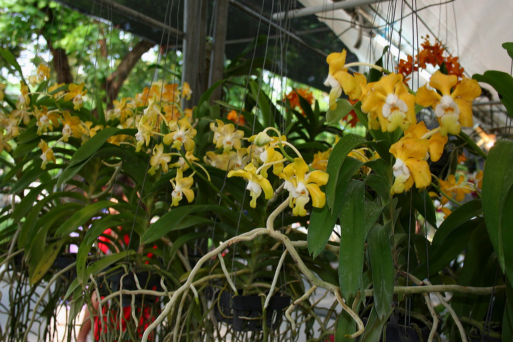 Group of Vanda denisoniana plants for sale in a Bangkok plant market.