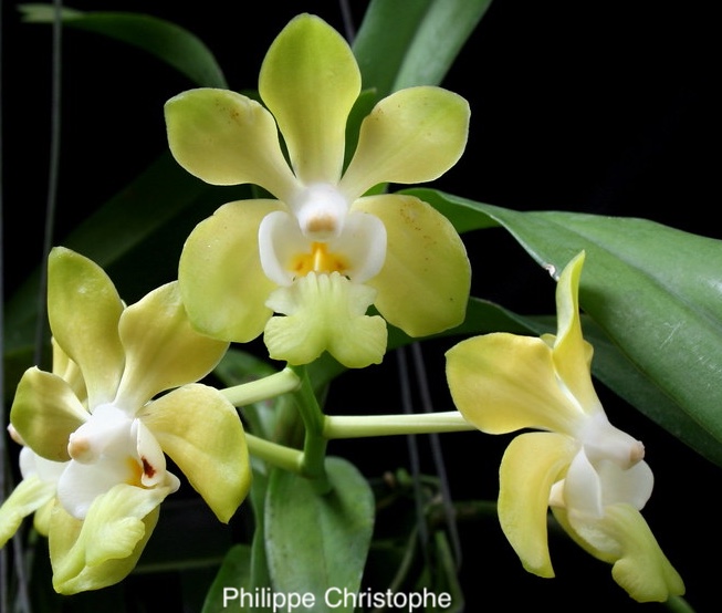 Vanda denisoniana 12 Desirable and attractive lemon yellow flowers of Vanda denisoniana, illustrating a natural color variation within the species. This form represents one of the typical yellow phenotypes observed in both wild populations and cultivation, alongside white and greenish expressions. Also illustrated in The Natural Genus Vanda by Martin Motes (2021).