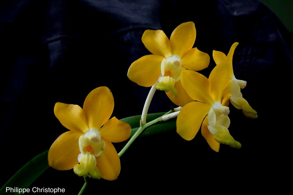 Strong lemon yellow flowers of Vanda denisoniana, representing a more pronounced yellow expression within the natural variability of the species. This form illustrates the diversity of yellow phenotypes observed in both wild and cultivated populations.
