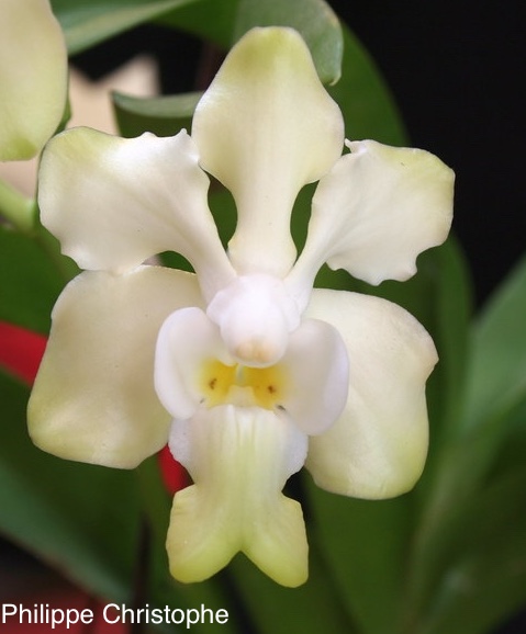 Pure white form of Vanda denisoniana, illustrated in Motes, Gardiner & Roberts (Orchid Review 2016) and Motes (The Natural Genus Vanda 2021).