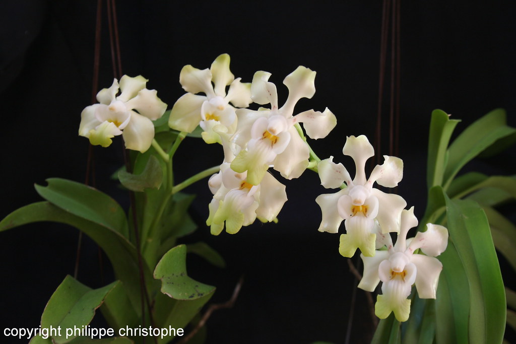 Inflorescence of Vanda denisoniana with flowers showing expanded, almost rectangular tepals.