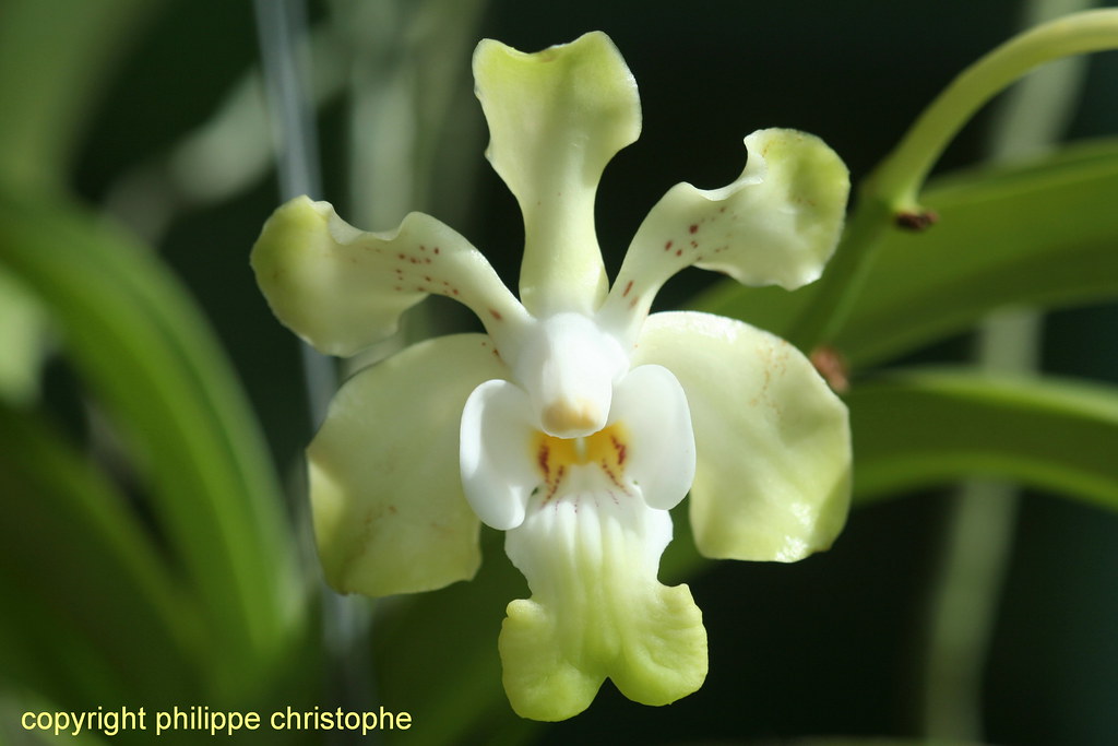 Spotted flower of Vanda denisoniana showing dark markings on the petals linked to natural variation.