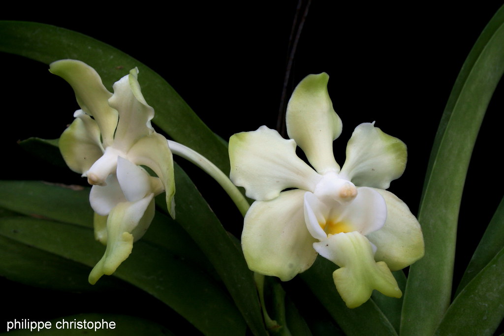 Two ivory-white flowers of *Vanda denisoniana* with a yellow-green apex.
