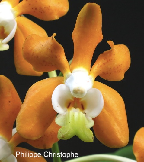 Orange flower of Vanda denisoniana showing a rare color variation in cultivation.