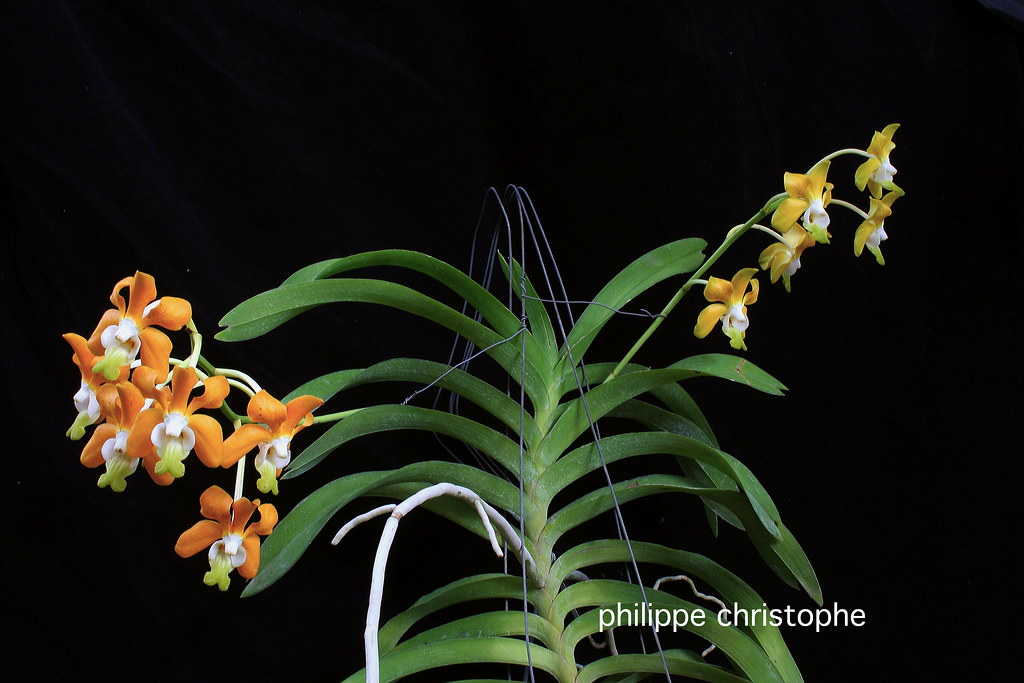 Vanda denisoniana plant with two inflorescences showing yellow flowers and flowers turning orange.