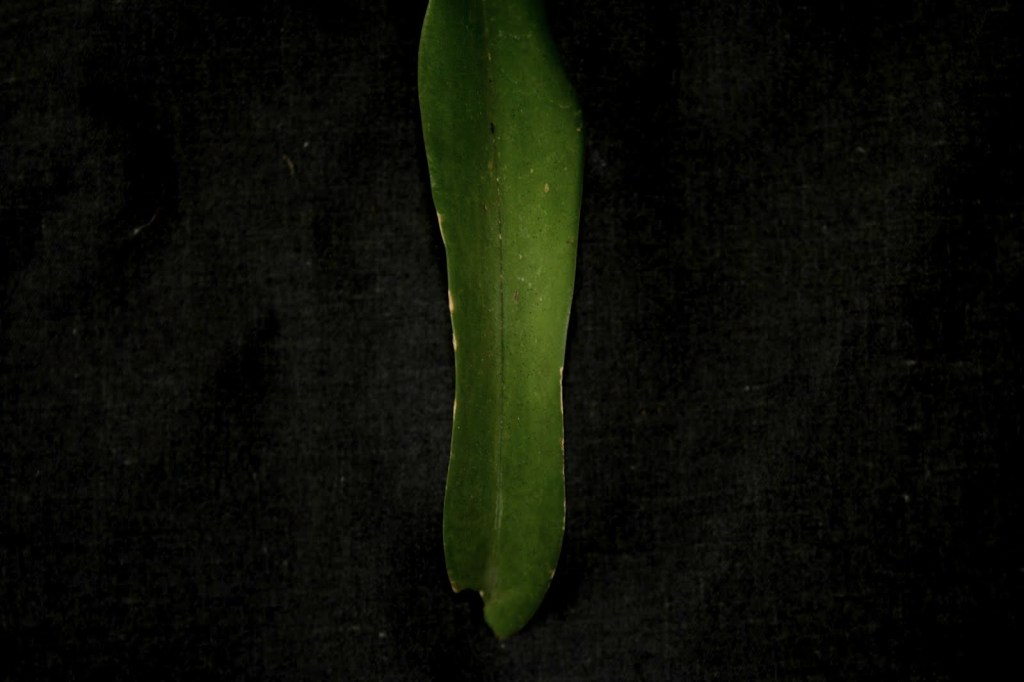 Leaf of Vanda denisoniana showing ligulate shape and bilobed apex.