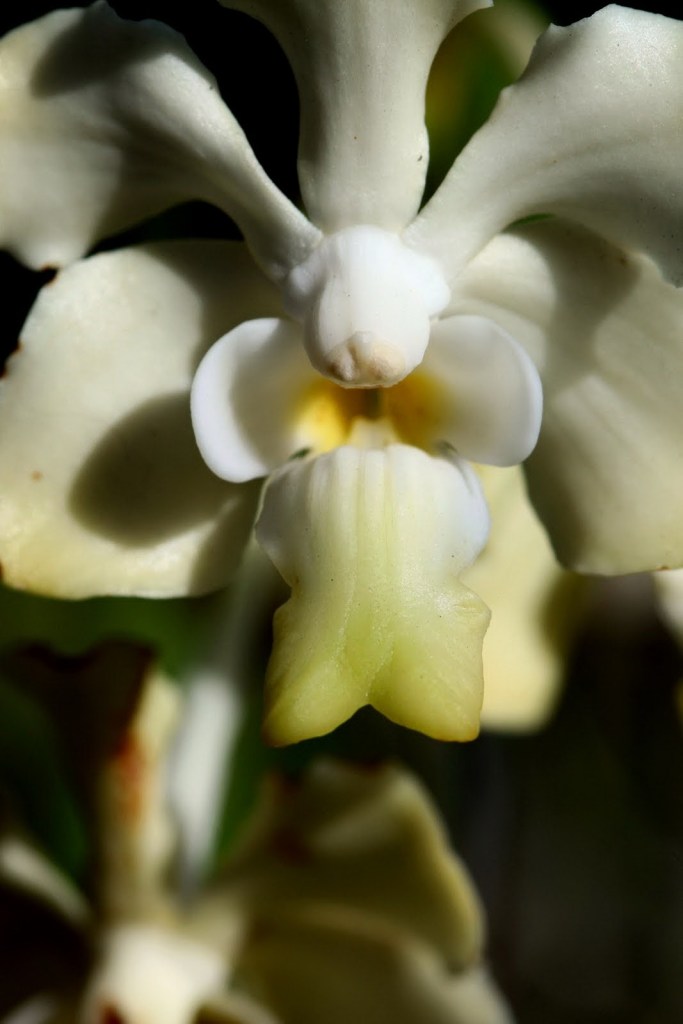 Close-up of Vanda denisoniana flower lip showing morphology and ridges.