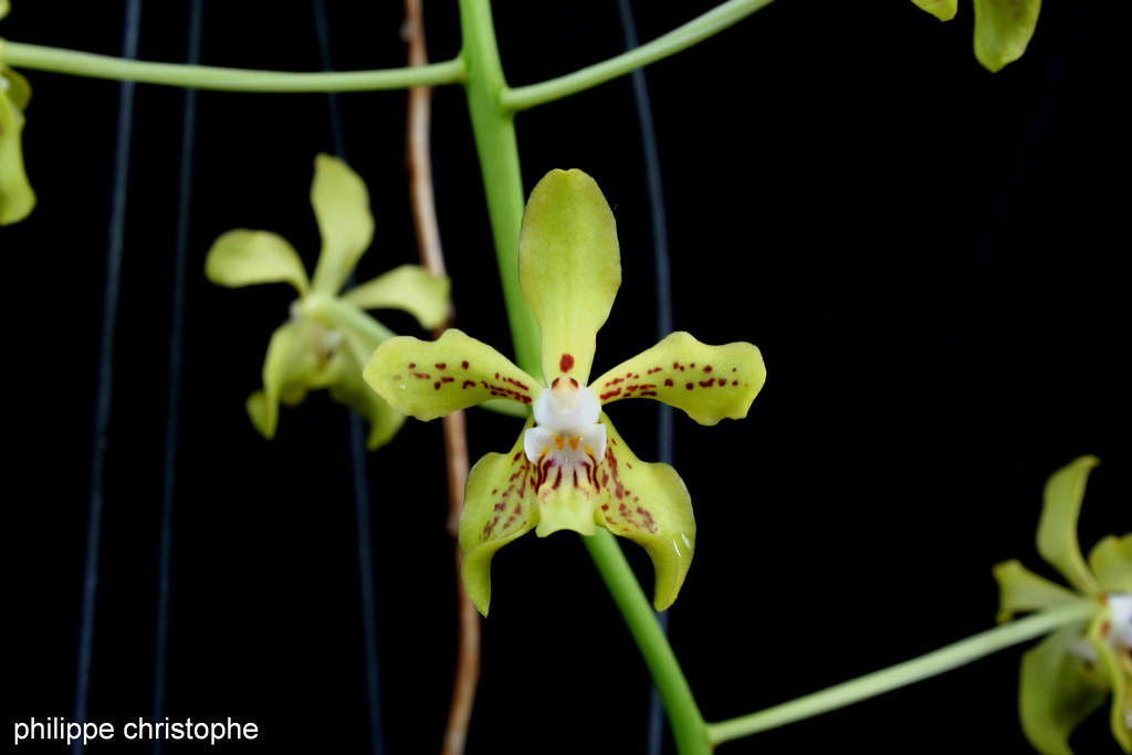 Vanda lamellata var. lamellata