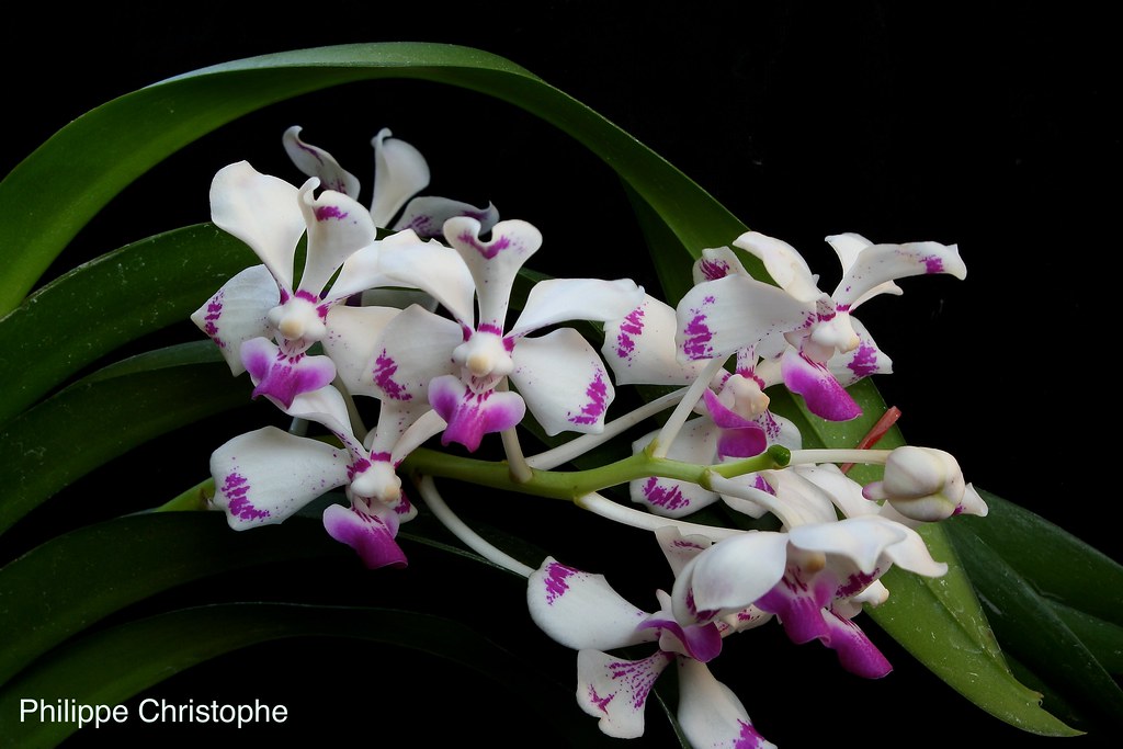 Flower spike of Vanda luzonica richly in bloom, with numerous flowers closely arranged along the axis, illustrating the species’ high floriferous nature.