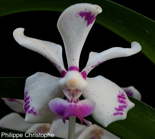 Vanda luzonica flower showing magenta bars and streaks concentrated on petal and sepal margins
