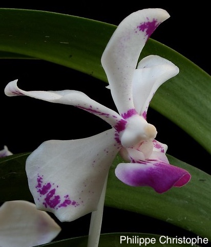 Side profile of Vanda luzonica showing plant structure and flower.