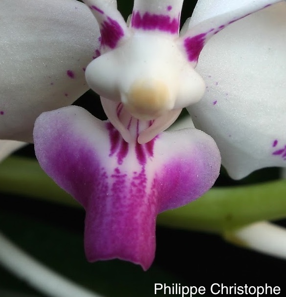 Macro view of Vanda luzonica flower showing the labellum and column in detail, illustrating the fine structure of the orchid’s reproductive parts.