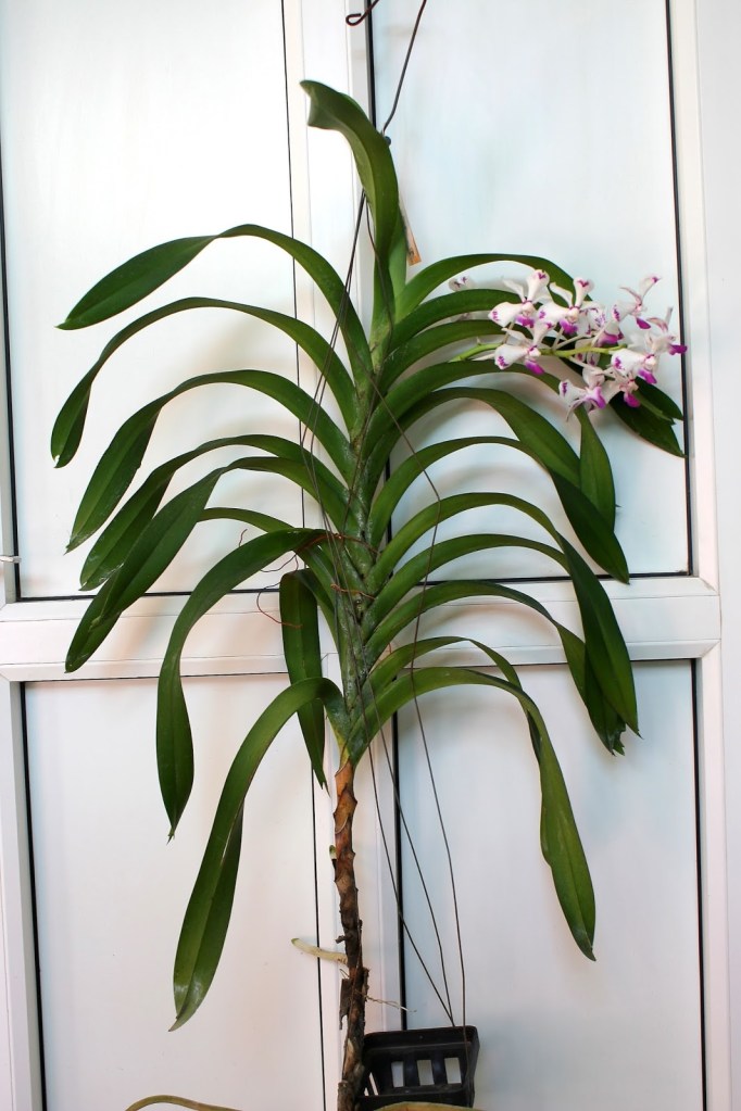 Entire Vanda luzonica plant with a strong, robust structure and a visible flowering spike, illustrating the species’ large size and floriferous habit.